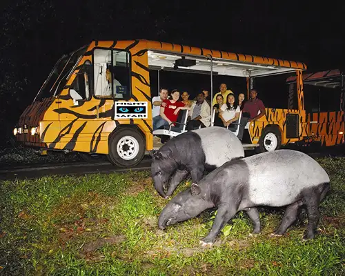 Night Safari - Singapore Tour