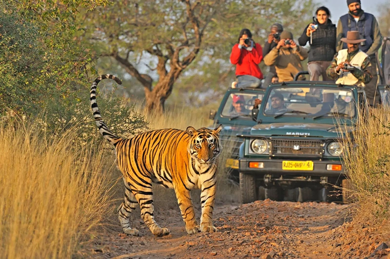 Jeep safari ranthambore Jeep safari ranthambore
