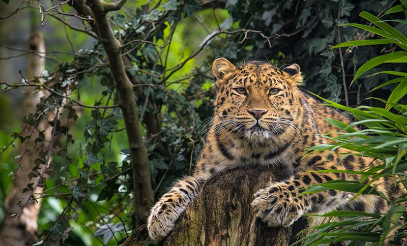 Kabini jungle safari wildlife Kabini jungle safari wildlife