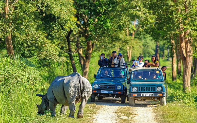 Kaziranga Safari Tour Kaziranga Safari Tour