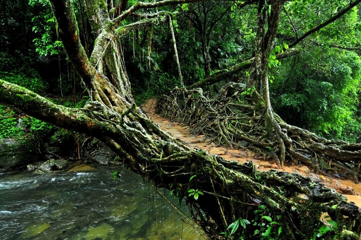 Living Root bridge Cherrapunjee - Living Root bridge-Meghalaya Tour Packages