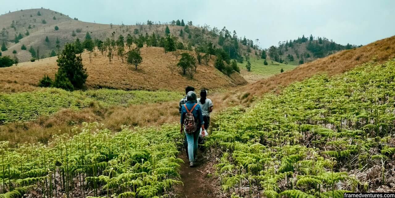 Meesapulimala trek Meesapulimala trek