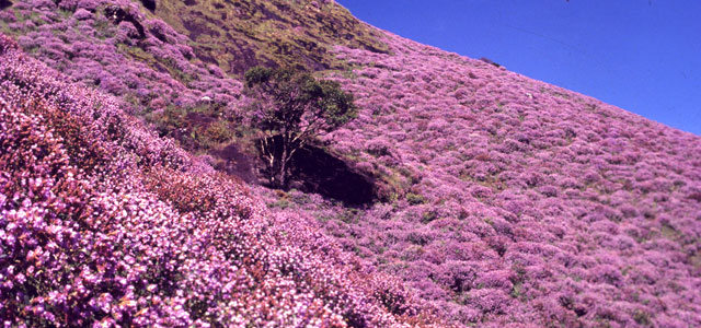 Munnar Tour Package - Neelakurinji flowers bloom -Kerala
