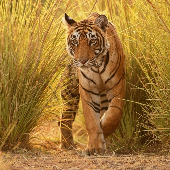 Madhya Pradesh Tour Packages