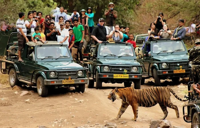 Ranthambore Safari Tour