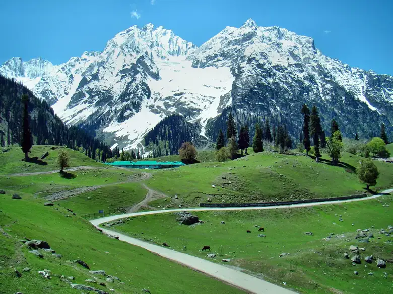 Sonmarg - Meadows of Gold in White