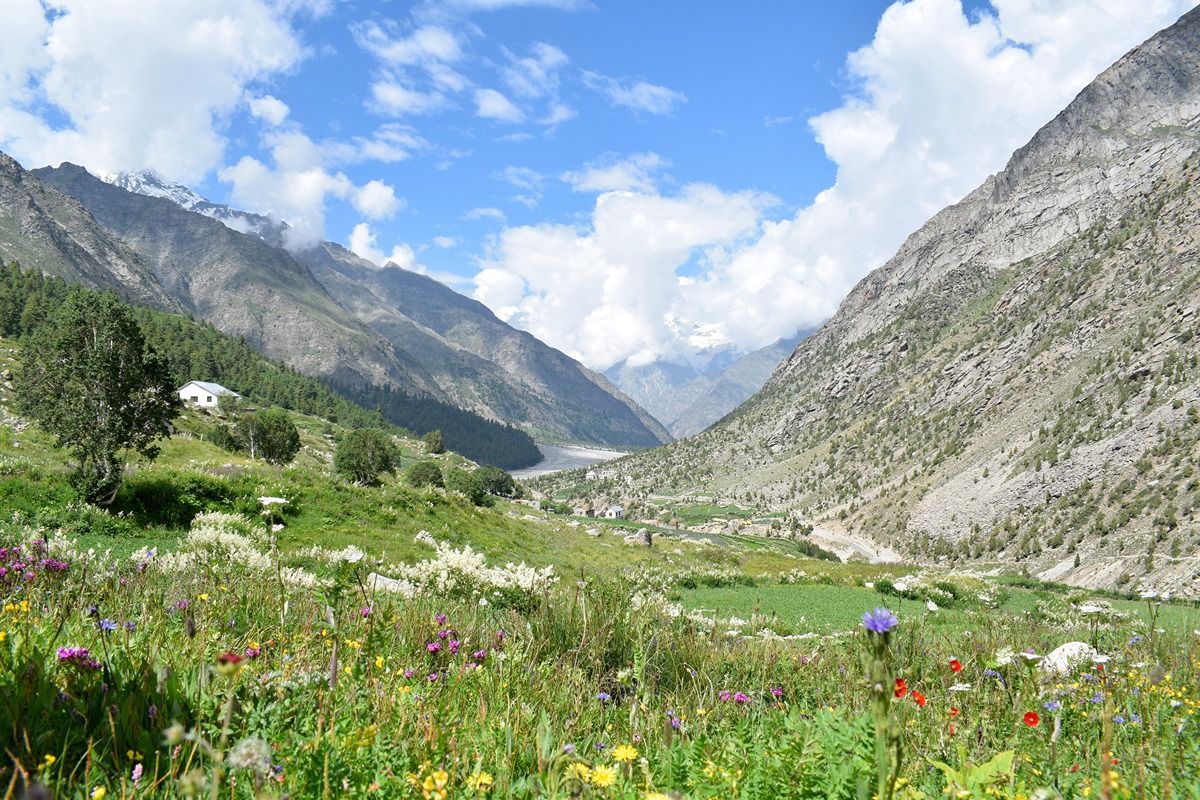 Valley Of Flowers Valley Of Flowers - Only 200 Indians Can Visit This Place in India
