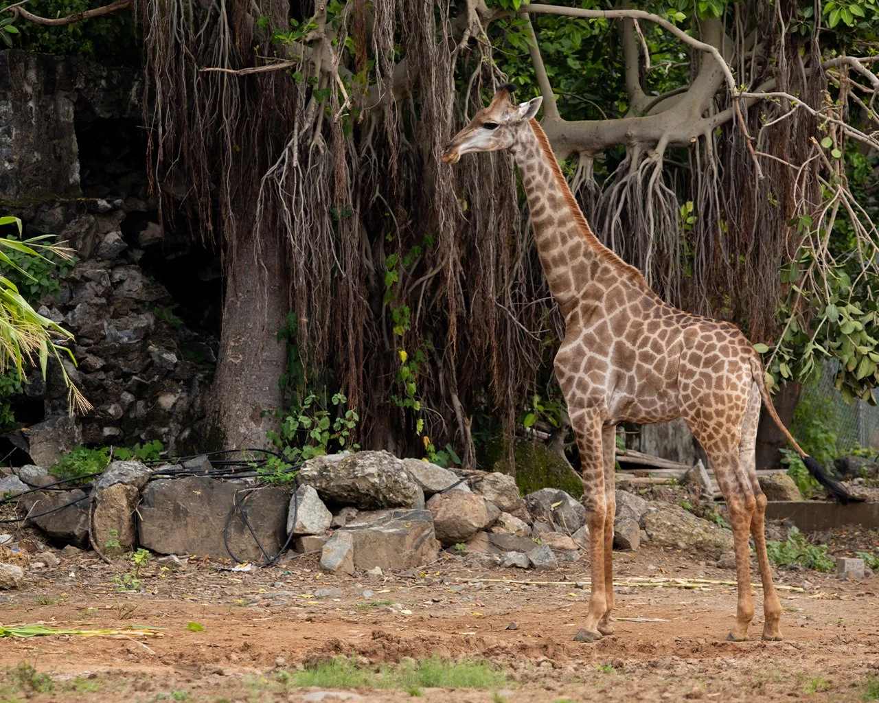 Visit To Statue Of Unity (6) Visit to the Statue of Unity - A Comprehensive Guide
