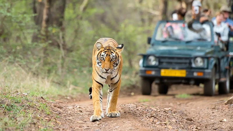 bandhavgarh