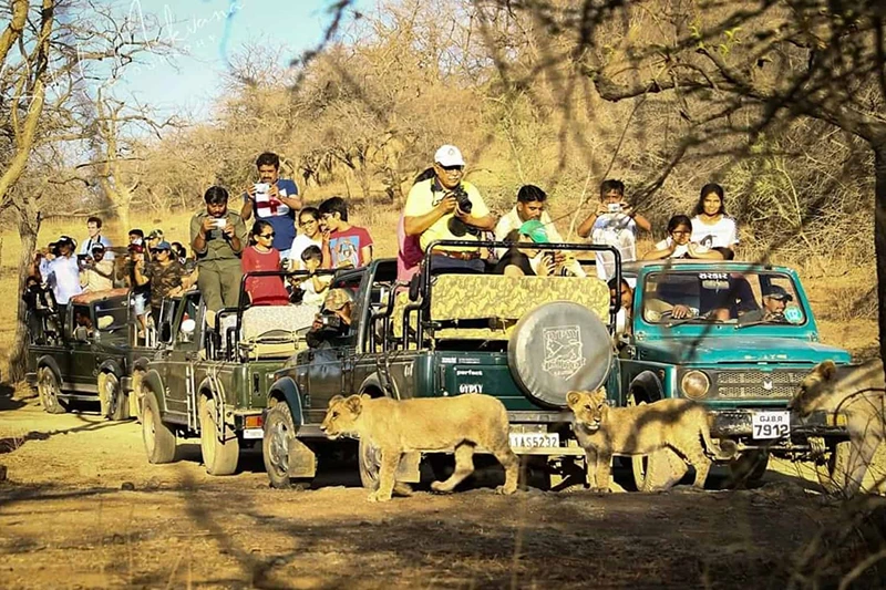 gir-national-park-safari