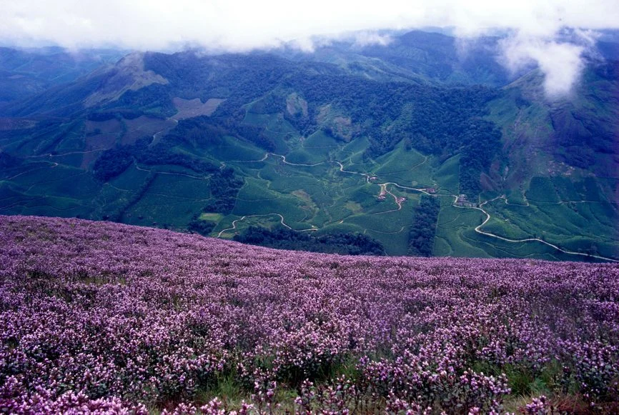 munner Munnar Tour Package - Neelakurinji flowers bloom -Kerala