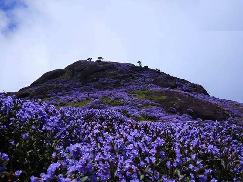 neelakurinji-flowers-munnar-next-bloom Munnar Tour Package - Neelakurinji flowers bloom -Kerala