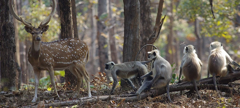 pench-wildlife
